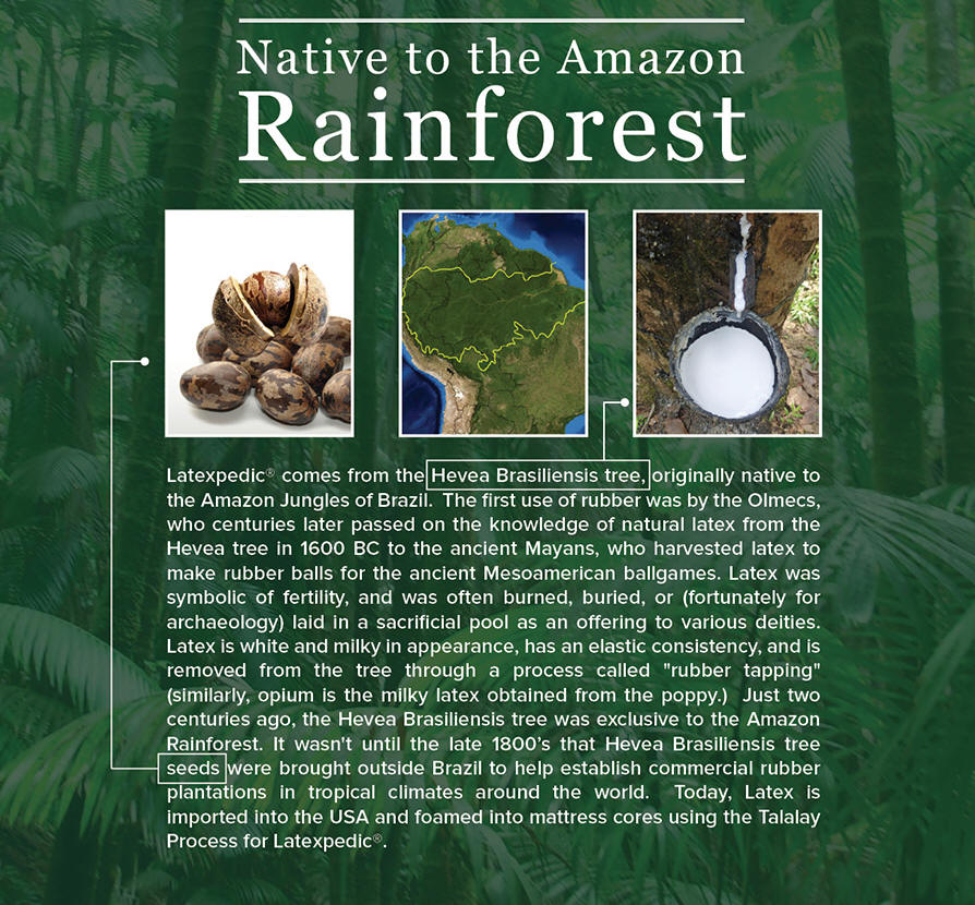 Organic Living Latex Mattresses are made from the milk of the rubber tree