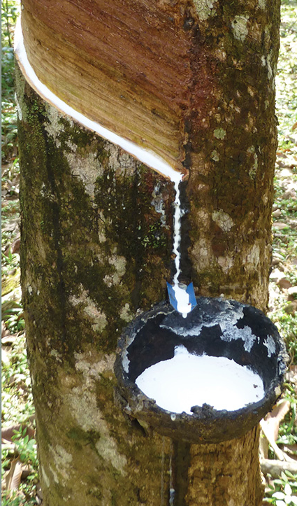 highest quality latex foam beds